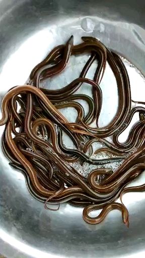 出售各种规格黄鳝苗  量大从优，包下塘