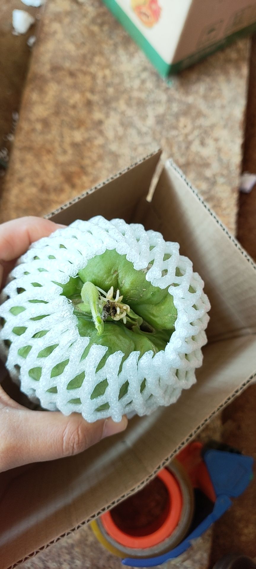 佛手瓜苗 佛手瓜种子