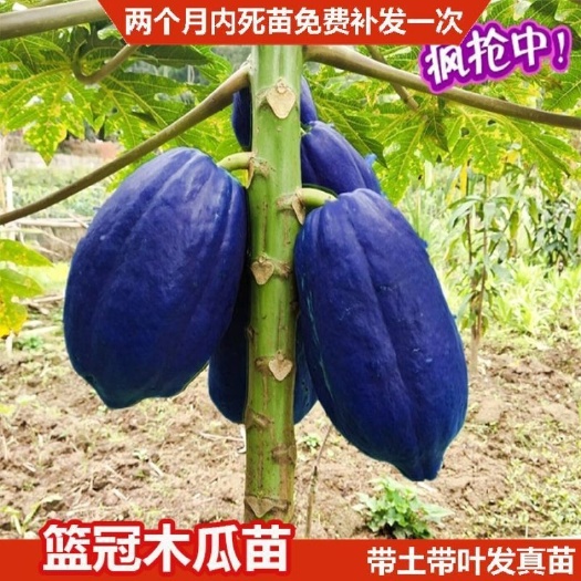 灵山县深紫木瓜苗番木瓜树苗矮化水果木瓜苗四季紫肉木瓜苗带杯发
