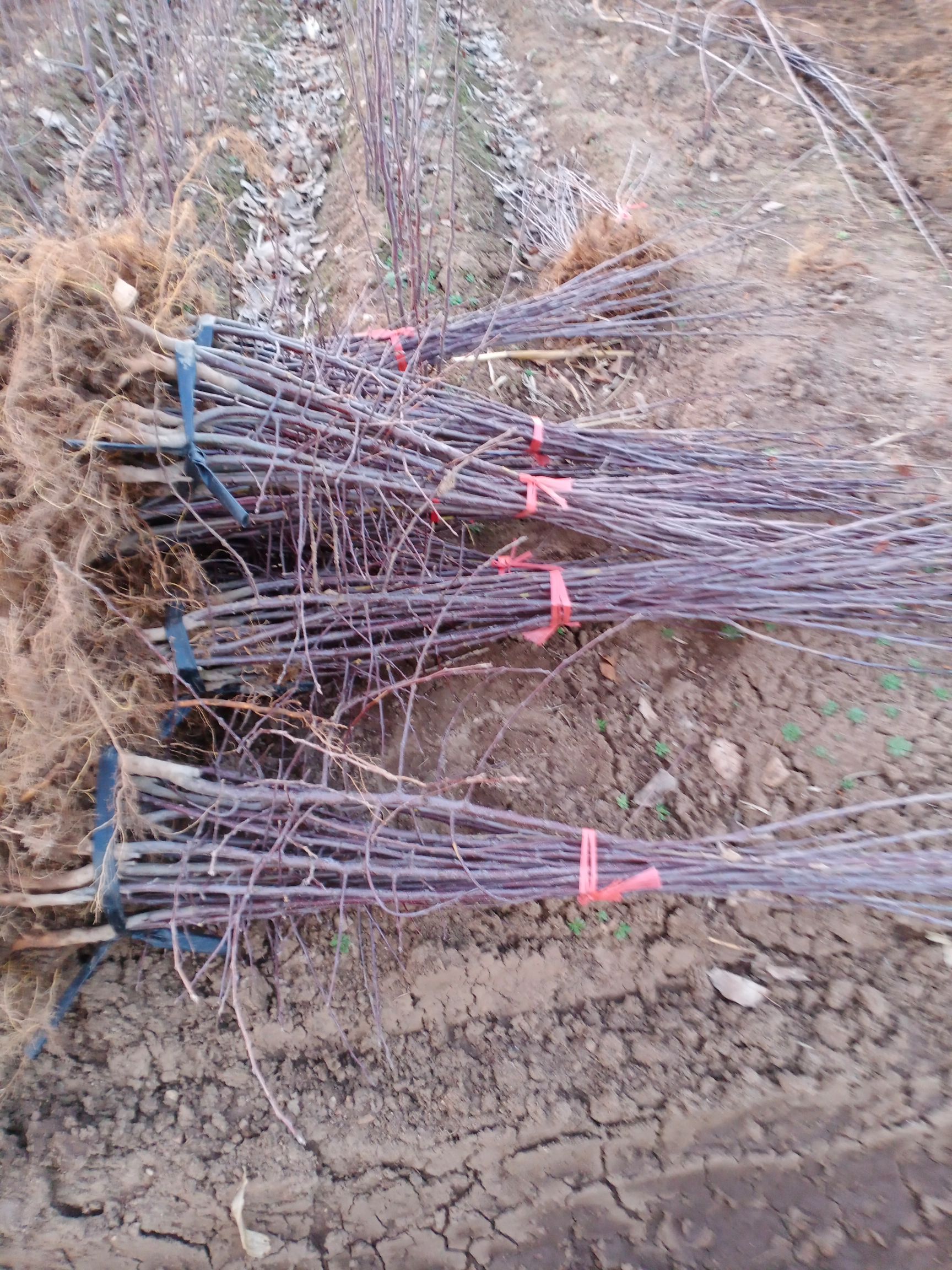 王林苹果树苗  龙峰果树苗