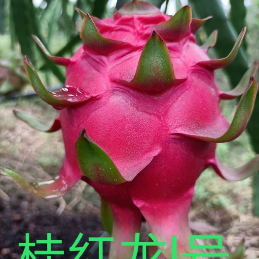 博白县桂红龙一号火龙果苗  新品种桂红龙1号红心❤️火龙果种苗