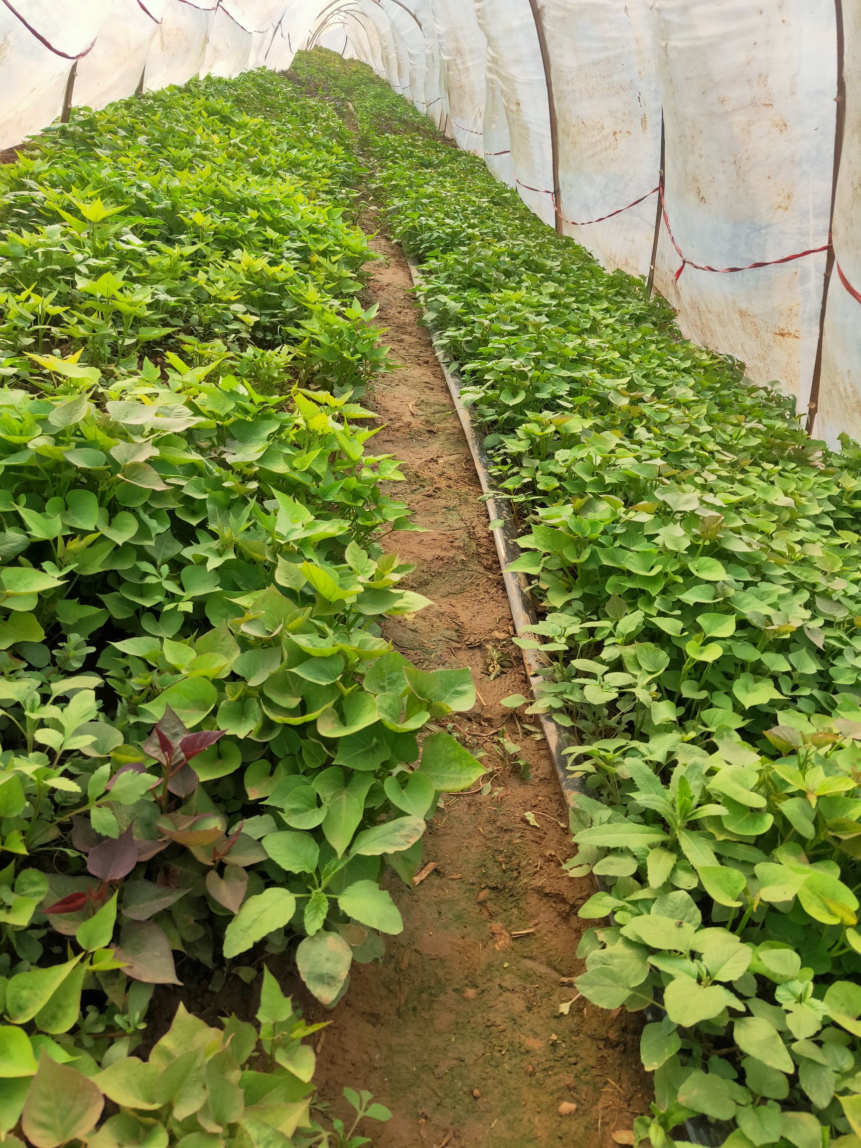 济薯26号红薯苗  鸿运脱毒红薯苗基地开始上市销售