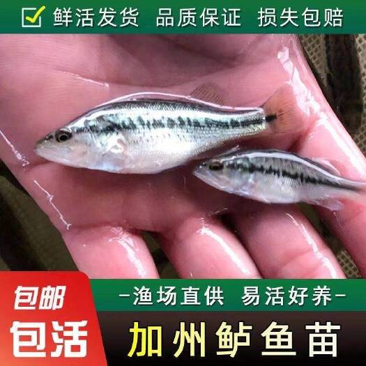 博罗县加洲鲈鱼苗 鲈鱼水花 鲈鱼苗