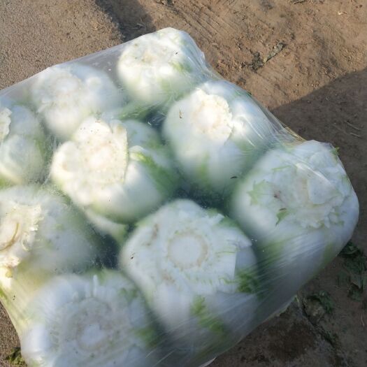  黄心大白菜，开始大量供应市场价格便宜