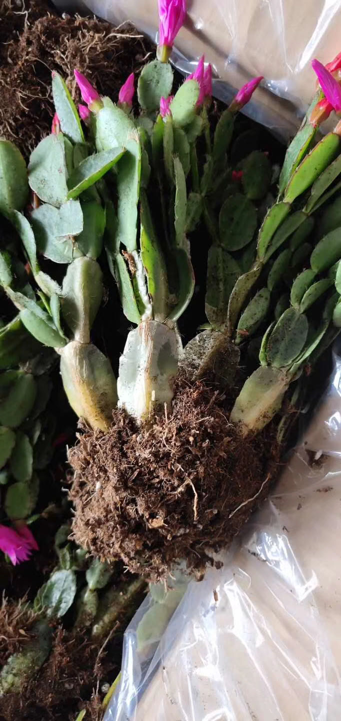 蟹爪兰 天子兰 地摊跑江湖10元3棵模式