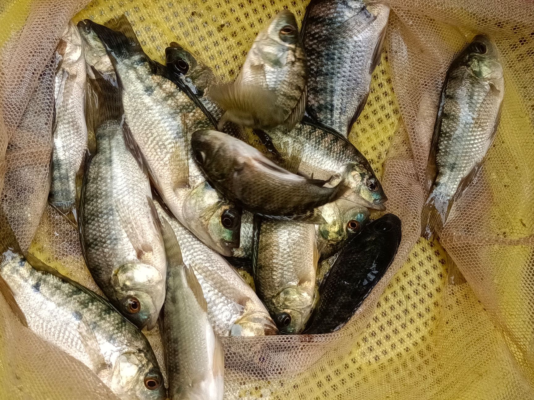 罗非鱼苗，青宝路，海南①号，脆肉罗非鱼苗，良种快大易养，。
