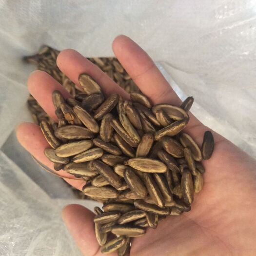 三亚 红花凤凰木种子  种子批发  凤凰木哪里有