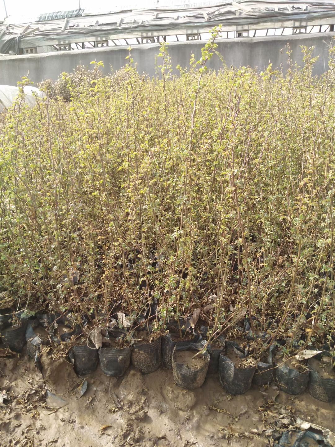 无刺蔷薇 绿化蔷薇，蔷薇，带小皮桶蔷薇，杯蔷薇营养