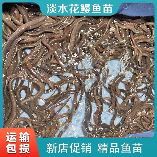 博罗县鳗鱼苗  日本鳗 美洲鳗 白鳝 河鳗 海鳗