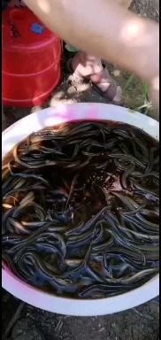 出售各种规格黄鳝苗  量大从优，包下塘