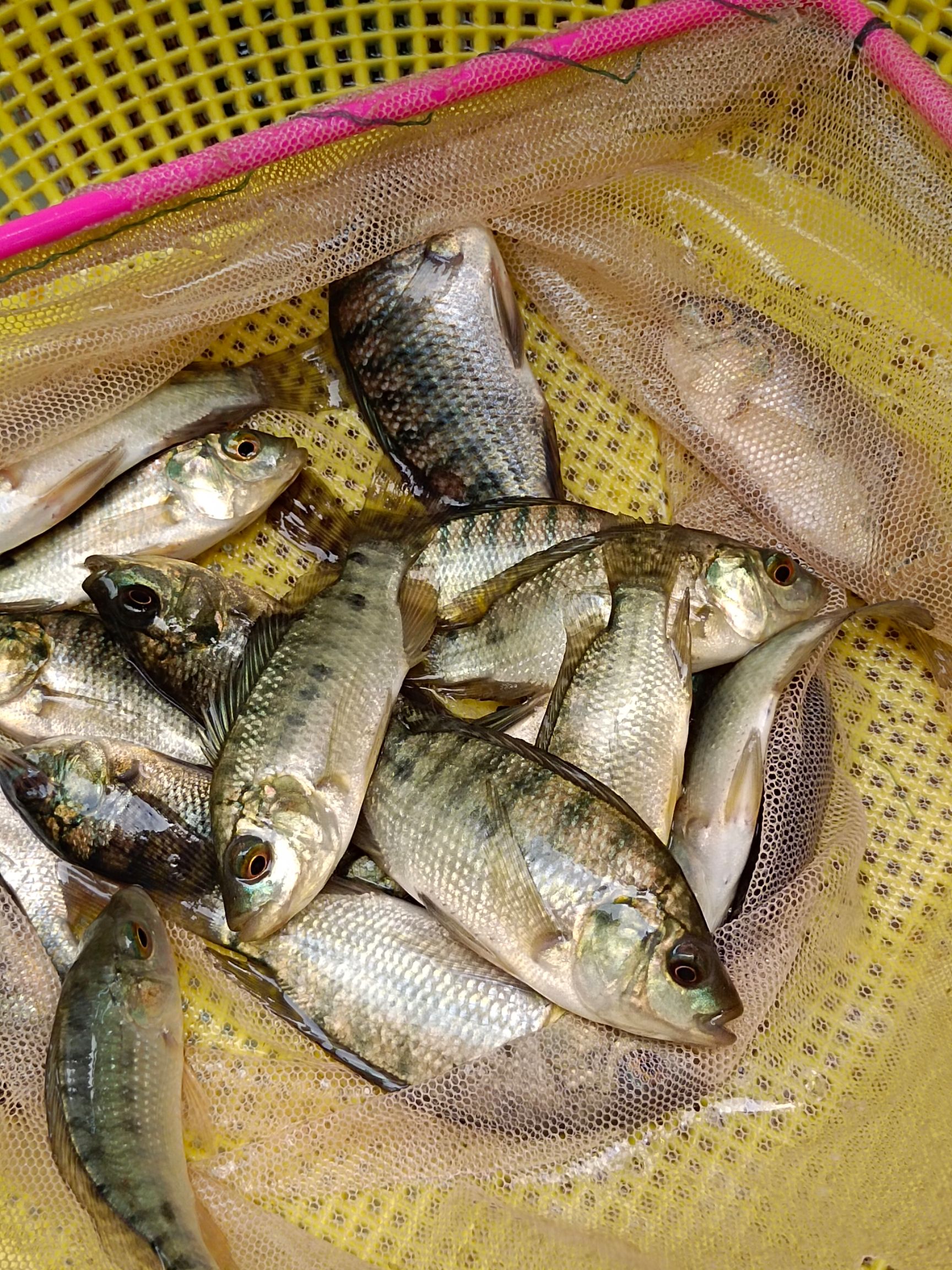 罗非鱼苗，青宝路，海南①号，脆肉罗非鱼苗，良种快大易养，。