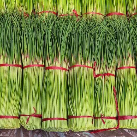 通许县红帽蒜苔  河南开封通许精品红帽蒜薹大量上市，提供加冰冲水代收代发全国