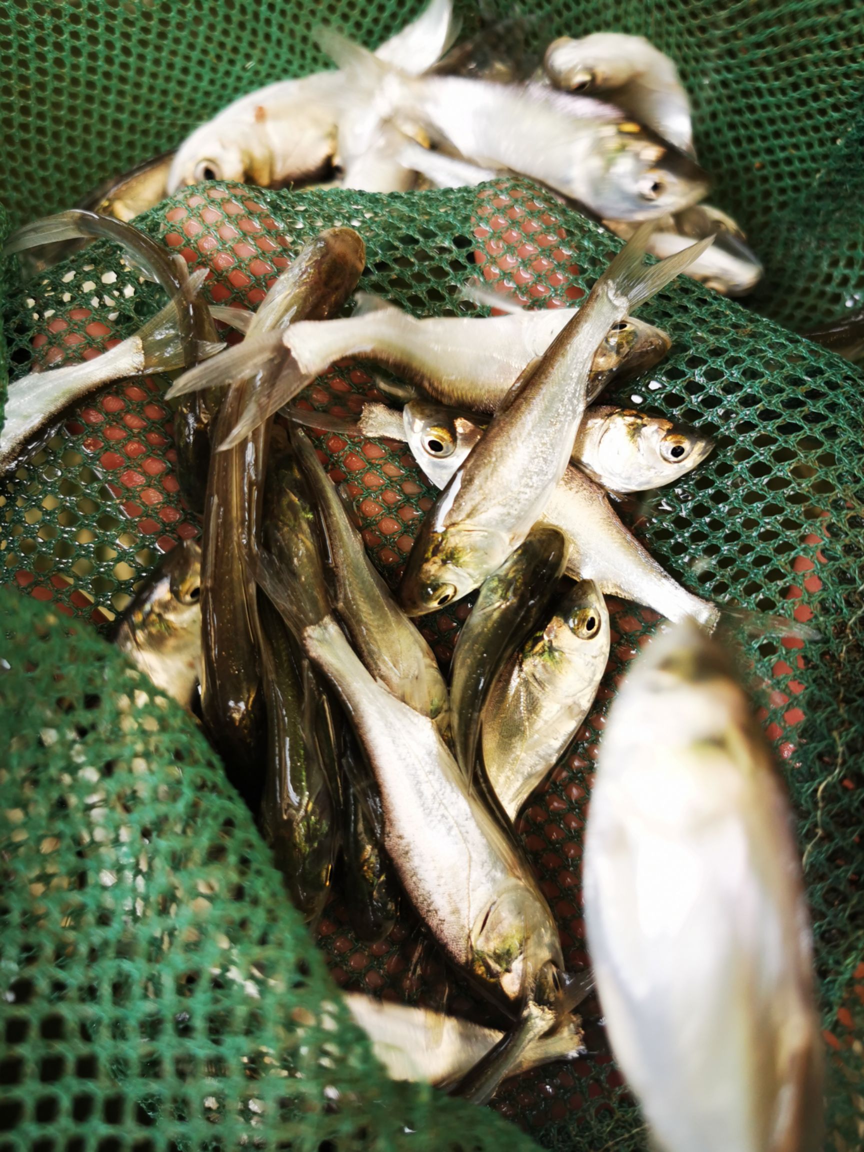 白鲢鱼苗 花鲢鱼苗 鳙鱼 大头鱼苗 放生鱼苗 大量现货发售