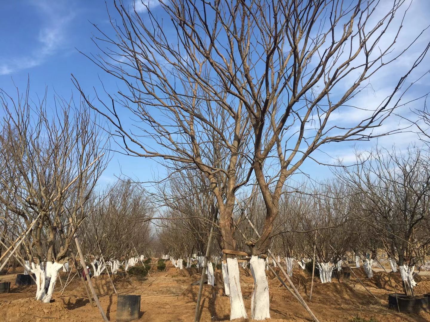 乌桕……各种工程苗木，货源真实。