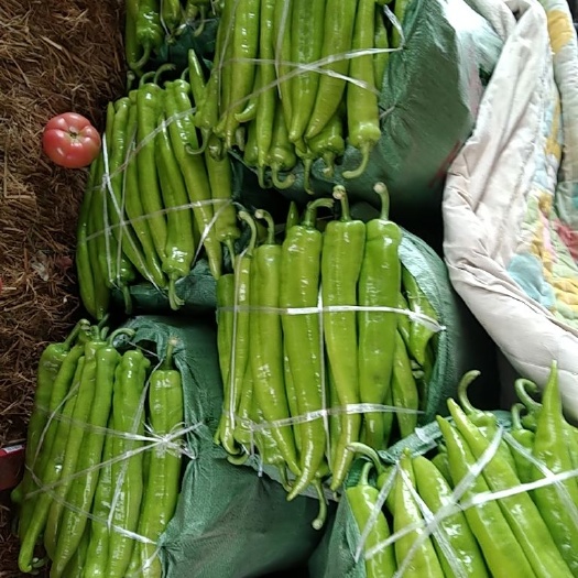菏泽 黄皮辣椒