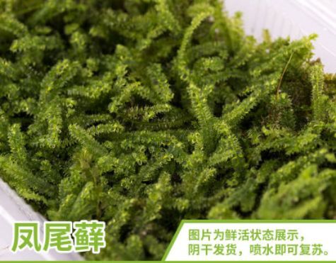 太湖县青苔 凤尾藓