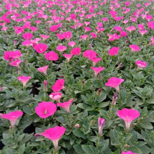 长沙 牵牛花