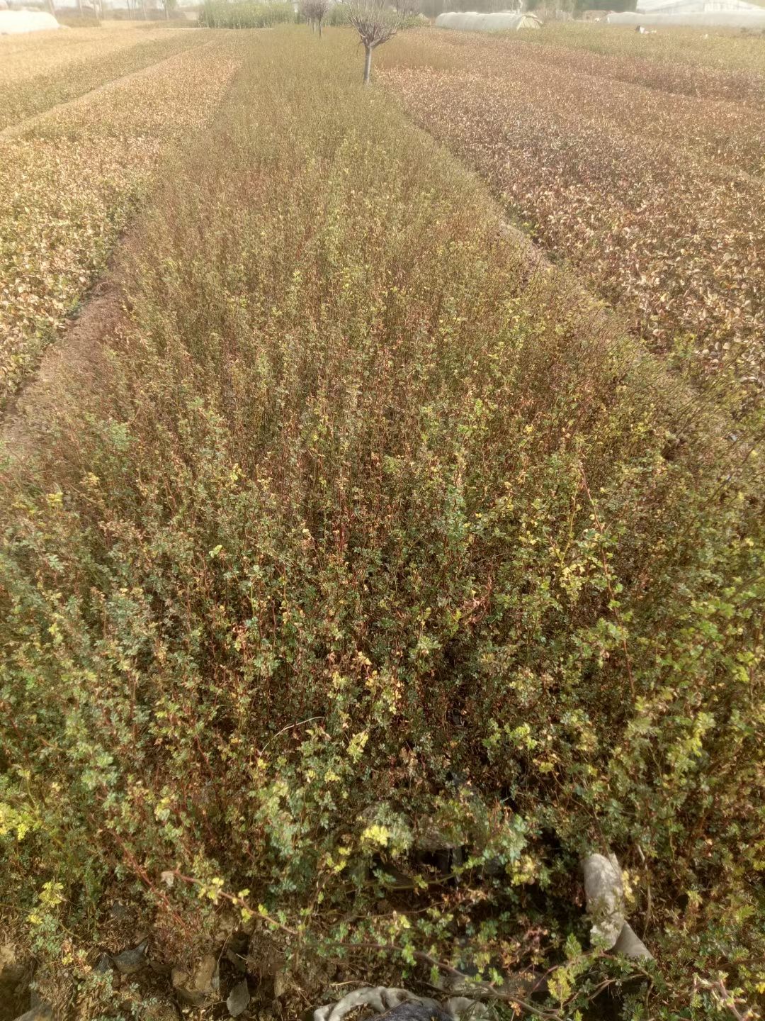 无刺蔷薇 绿化蔷薇，蔷薇，带小皮桶蔷薇，杯蔷薇营养