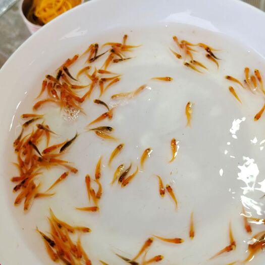 广州日本锦鲤 纯种精品锦鲤小鱼苗活体宠物金鱼冷水鱼懒人观赏鱼
