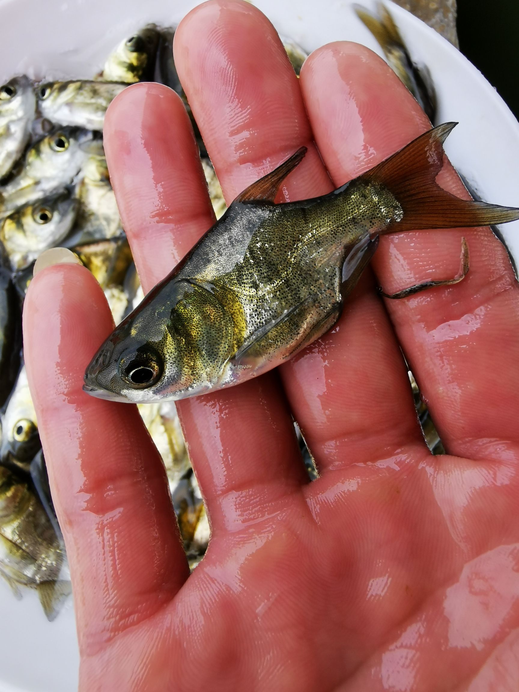  一级缩骨大头鱼苗 身型漂亮 仙骨鱼