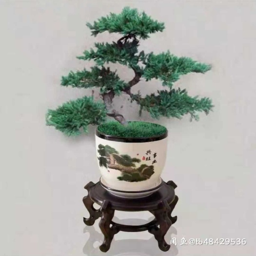 新沂市玉树盆栽 迎客松盆景