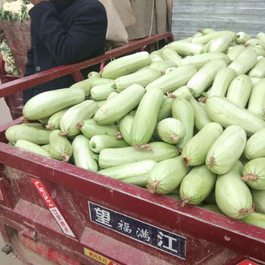 新野县西葫芦油葫芦色泽洁白如玉口感爽无虫眼无腐烂。