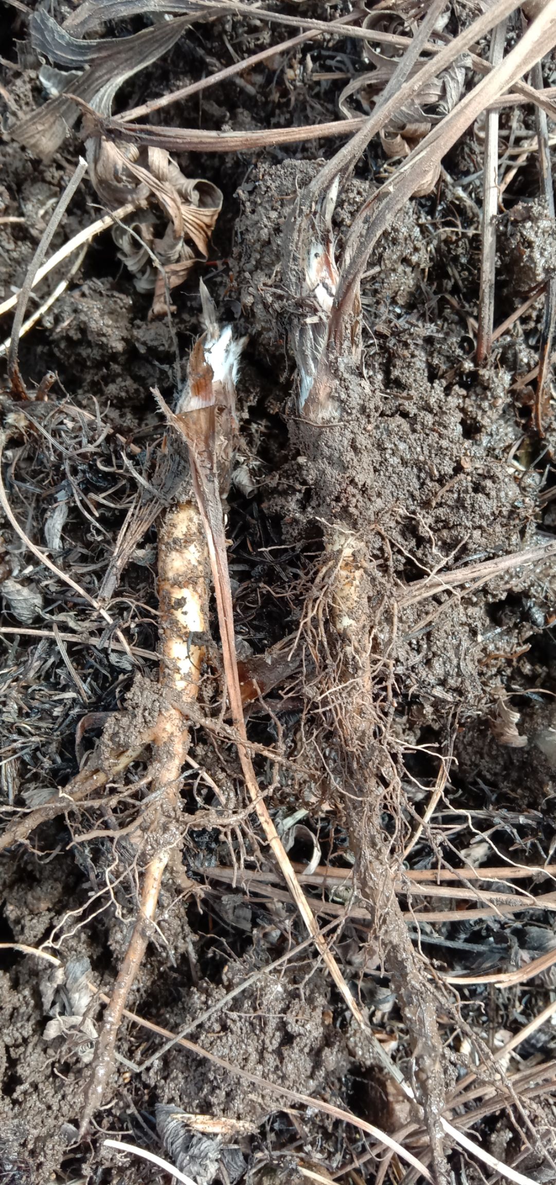 白头翁种苗  出售白头翁二年苗，丹东白头翁二年苗，品种好。