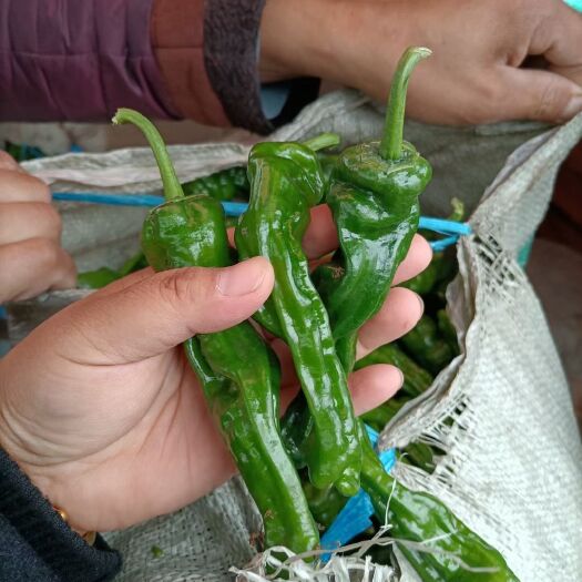 兰陵县皱皮椒