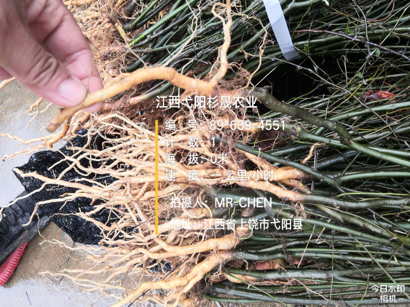 岗梅根种子  岗梅苗(称心树苗)  正宗岗梅  价格优惠