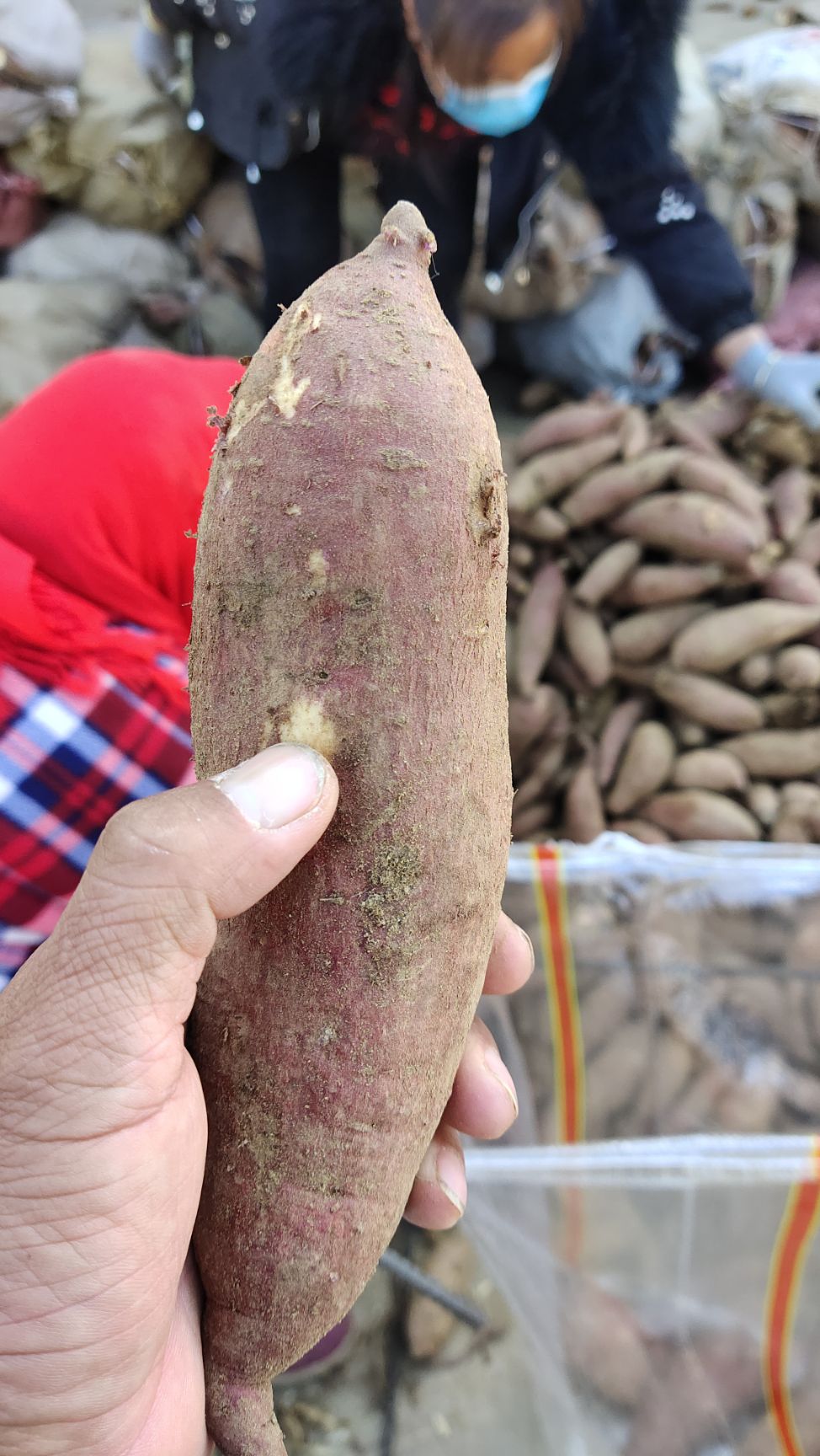 济薯26，也叫板栗口感特别糯香甜，