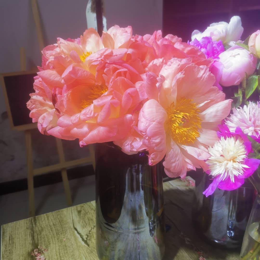 多花芍药  芍药品种多，花色齐全，多瓣大花，，国产基地直