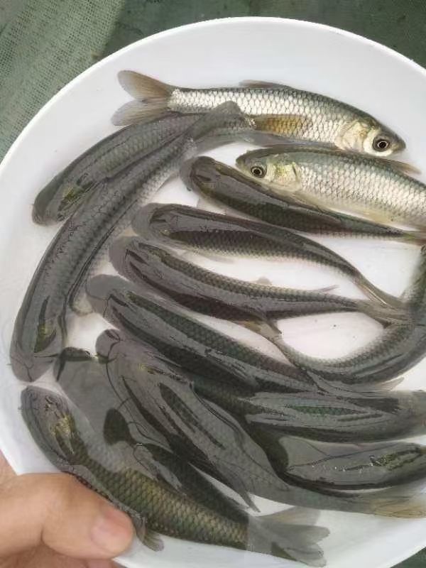 草鱼苗杂交良种快大规格齐全打过2针，苗场直供量大从优送货上门
