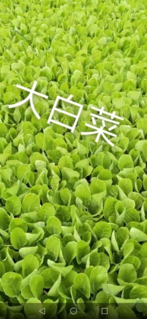 通海县大白菜苗，