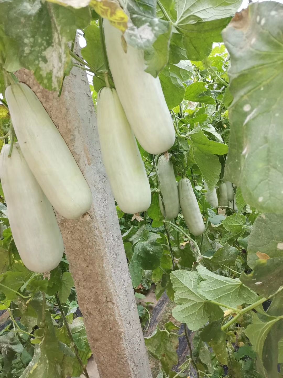 博洋甜瓜  大量供应博洋61/91/绿宝