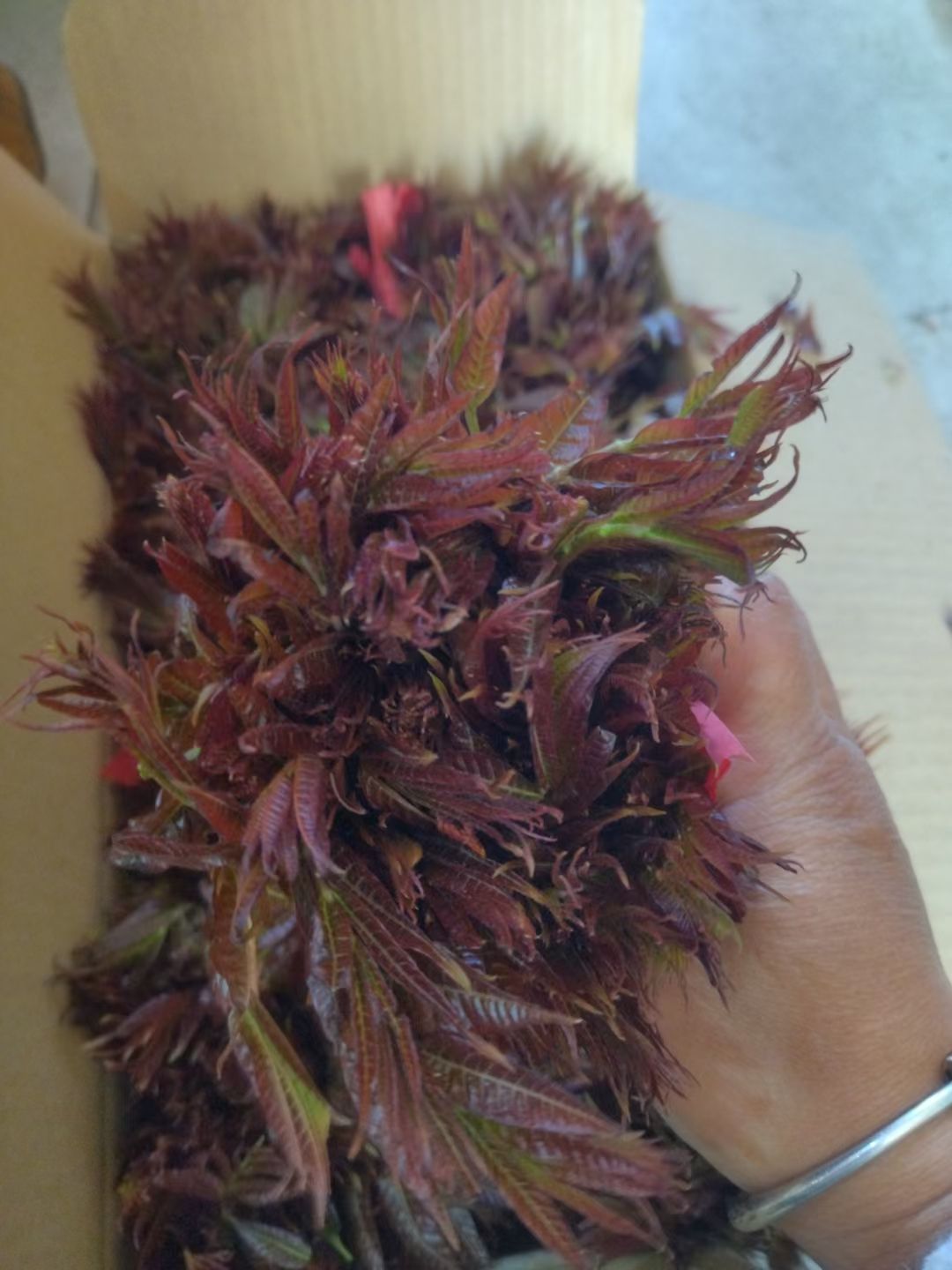 红油香椿 农家天然无公害头茬香芽