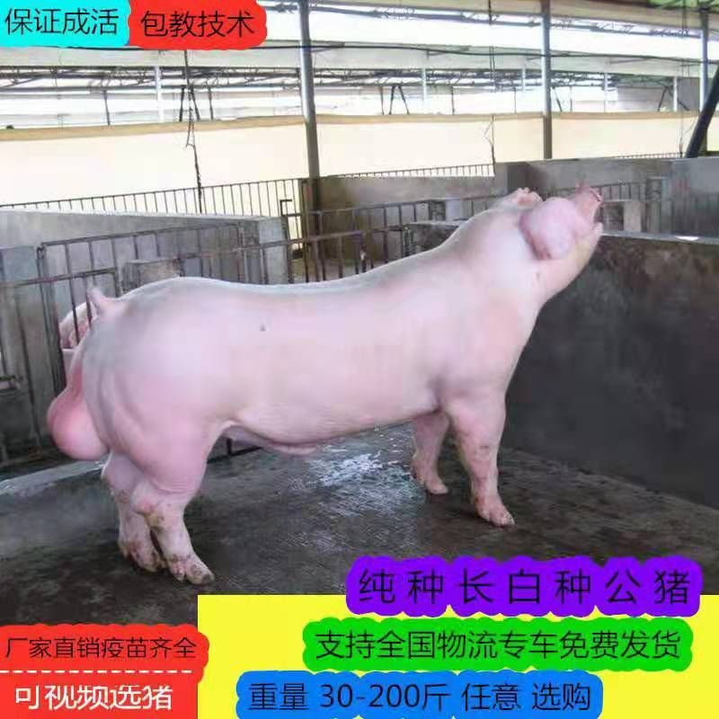 宜宾长白仔猪  纯种长白种母猪种公猪丹系长白猪产仔多生长快瘦肉率