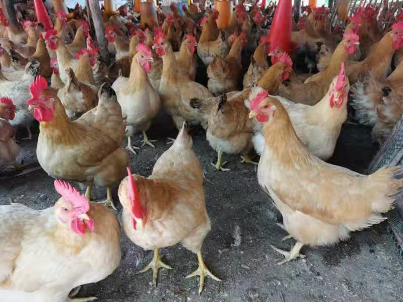  放山三黄鸡圴重3.9，毛衣靓坚身老水蛋多，价钱7.8。