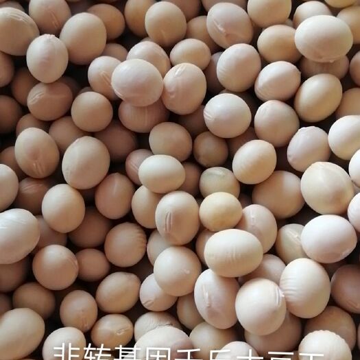五莲县黄豆种子 非转基因千斤大豆王