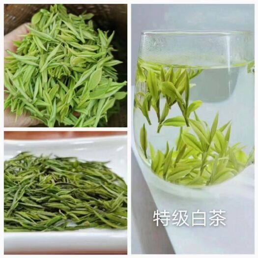 利川市毛尖茶  明前茶