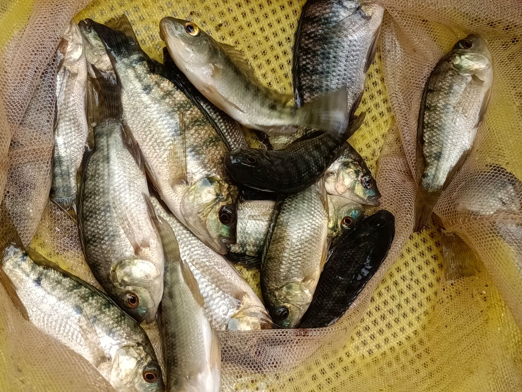 罗非鱼苗，青宝路，海南①号，脆肉罗非鱼苗，良种快大易养，。