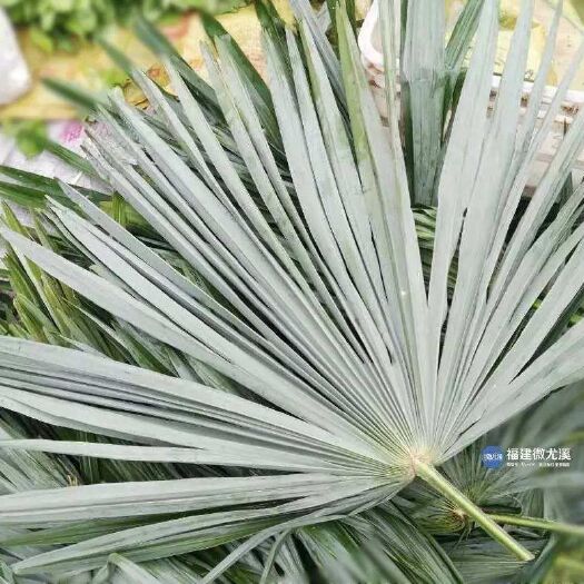 乐清市粽叶 棕树绳，粽子叶绳，粽绳，咸草，粽子绳，，包粽子的绳