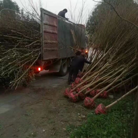 余庆县大花紫薇 