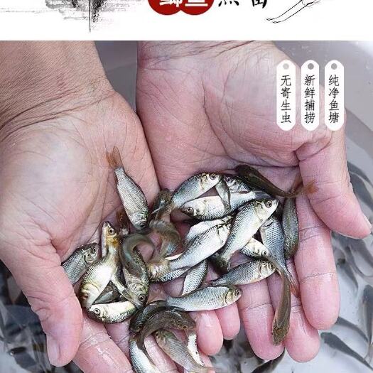 博罗县中科三号鲫鱼  鲫鱼苗