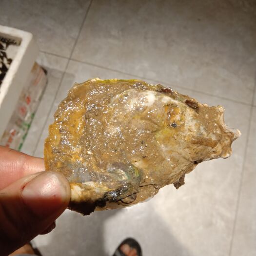 广州牡蛎 广东省江门市台山市 鲜活水产 