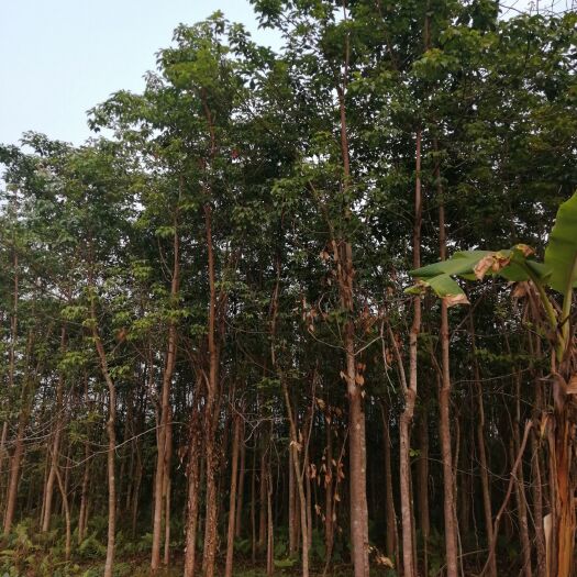 龙门县急售大量7-15公分秋枫树！