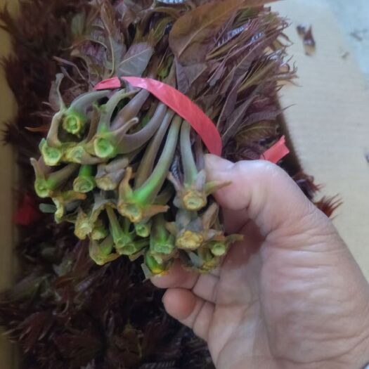 沂水县红油香椿 农家天然无公害头茬香芽