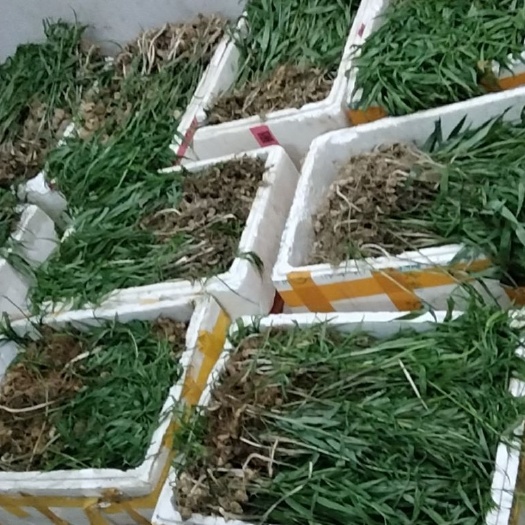 城步县纯野生黄精种苗带芽头，要的请联系