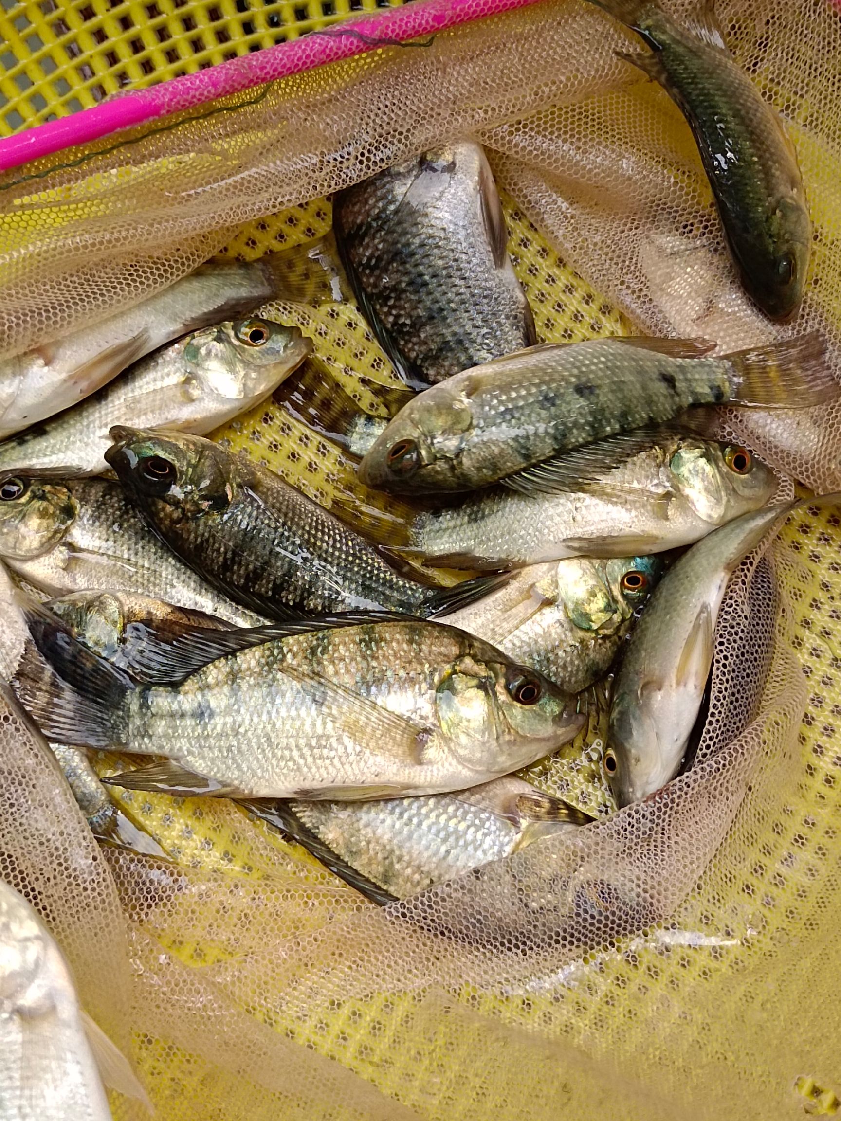 罗非鱼苗，青宝路，海南①号，脆肉罗非鱼苗，良种快大易养，。