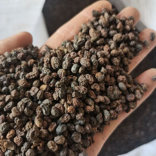 涡阳县 中期女贞子，品像好，货干，有含量，干净，一手货源，欢迎下单。