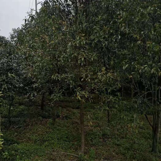 武汉黄金桂花树 大量出售各规格桂花